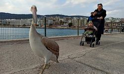 Sahile gelen pelikan, ilgi odağı oldu