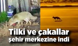 Tilki ve çakallar şehir merkezine indi