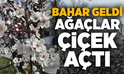 Bahar geldi, ağaçlar çiçek açtı