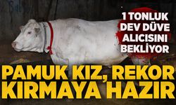 Pamuk kız, rekor kırmaya hazır: 1 tonluk dev düve alıcısını bekliyor