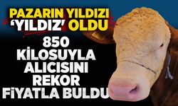 Pazarın yıldızı ‘Yıldız' oldu; 850 kilosuyla alıcısını rekor fiyatla buldu