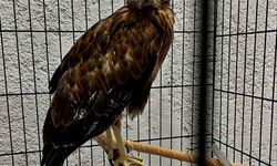 Bolu’da 3 ayda 15 yaban hayvanı tedavi edilerek doğaya salındı