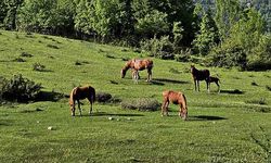Yaylaların özgür ruhları yılkı atları havadan görüntülendi
