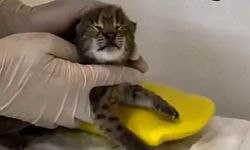 Annesini kaybeden yavru vaşak, korumaya alındı