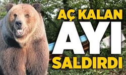 Aç kalan ayı, arı kovanlarına saldırarak parçaladı