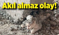 Akıl almaz olay! Kalıbın içerisine giren kedinin üzerine beton döküldü