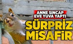 Sürpriz misafir: Anne sincap eve yuva yaptı