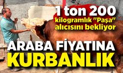 1 ton 200 kiloluk kurbanlık, araba fiyatına alıcısını bekliyor