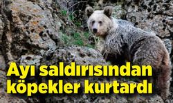 Ayı saldırısından köpekler sayesinde kurtuldu