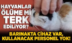 Barınakta cihaz var, kullanacak personel yok: Hayvanlar ölüme mi terk ediliyor?