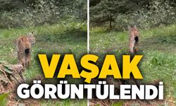 Bolu'da, nesli tükenmekte olan vaşak görüntülendi