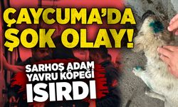 Çaycuma’da şok olay: Sarhoş adam yavru köpeği ısırdı