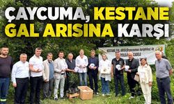 Çaycuma'da kestane gal arısına karşı biyolojik mücadele