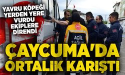 Çaycuma'da ortalık karıştı: Yavru köpeği yerden yere vurdu, ekiplere direndi