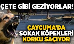 Çete gibi geziyorlar! Çaycuma’da Sokak köpekleri korku saçıyor