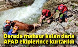 Derede mahsur kalan dana AFAD ekiplerince kurtarıldı