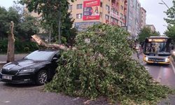 Rüzgarın devirdiği ağaç park halindeki aracın üzerine düştü