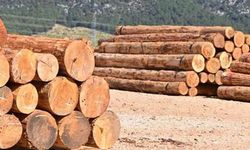 Dirgine Orman İşletme Müdürlüğü Köprübaşı Deposu İstif İşi