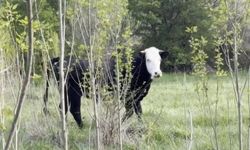 Kezban ninenin firari düvesini dron buldu