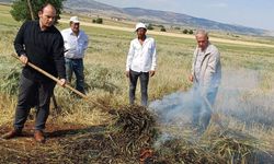 Araban Ovası'nda firik sezonu başladı