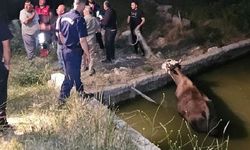 havuza düşen inek kurtarıldı