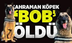 Kahraman köpek 'Bob' öldü