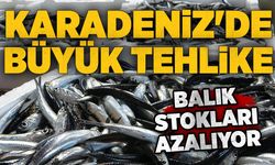 Karadeniz'de büyük tehlike: Balık stokları azalıyor