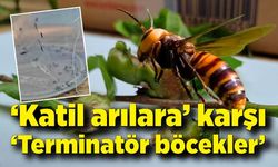 Karadeniz'de "katil arılara" karşı "terminatör böceklerle" mücadele