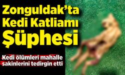 Zonguldak’ta Kedi Katliamı Şüphesi: Mahallede Endişe Hâkim