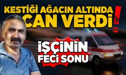 Feci son: Kestiği ağacın altında can verdi