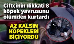 Çiftçinin dikkati 8 köpek yavrusunu ölümden kurtardı