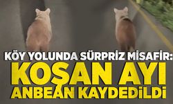 Köy yolunda sürpriz misafir: Koşan ayı anbean kaydedildi