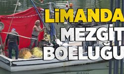 Zonguldak limanında mezgit bolluğu