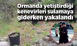 Ormanlık alanda yetiştirdiği kenevirleri sulamaya giderken yakalandı