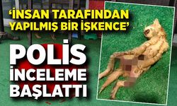 Zonguldak’ta iç organları çıkarılmış 2 kedi için polis inceleme başlattı