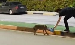 Çakalın başına takılan poşeti öğretim görevlisi çıkardı