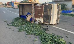 Salatalık yüklü kamyonet devrildi