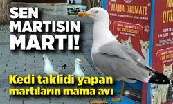 Sen martısın! Kedi taklidi yapan martıların mama avı