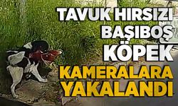 Tavuk hırsızı başıboş köpek kameralara yakalandı