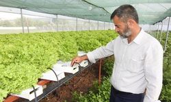 70 günde yetişen marulu topraksız tarımla 30 günde üretiyor