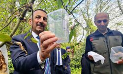 Şirinköy köyü ormanlarına böcek salımı gerçekleştirildi
