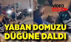 Yaban domuzu düğüne daldı