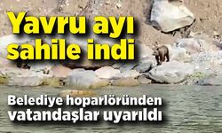 Bartın'da ilginç anlar; Yavru ayı sahile indi, belediye hoparlöründen vatandaşlar uyarıldı