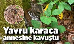 Sevimli yavru karaca annesine kavuştu