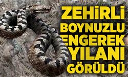 Zehirli boynuzlu engerek yılanı görüntülendi