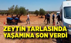 Zeytin tarlasında yaşamına son verdi