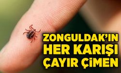 Zonguldak’ın her karışı çayır çimen