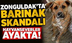Zonguldak’ta barınak skandalı: Hayvanseverler ayakta!