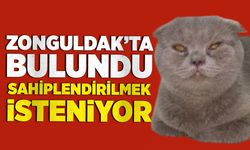 Zonguldak’ta bulunan cins kedi sahiplendirilmek isteniyor