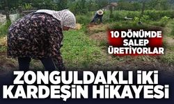 Zonguldaklı iki kardeşin hikâyesi: 10 dönümde salep üretiyorlar